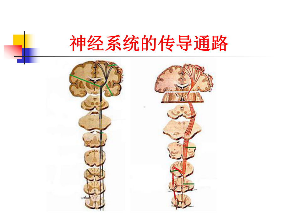 神经系统的传导通路(同名106)课件.ppt_第1页