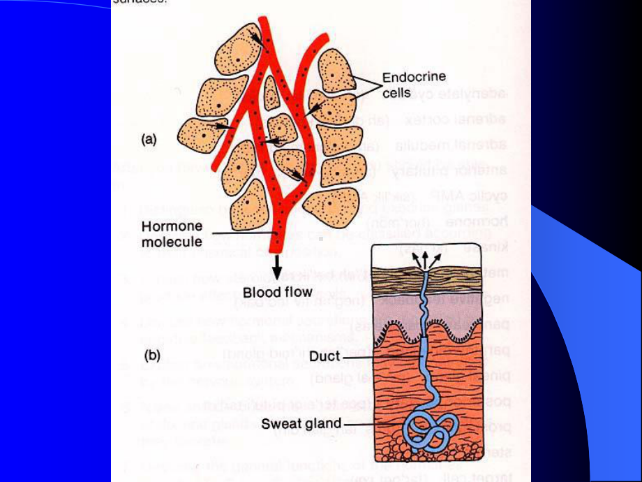 第十章内分泌shengzhi课件.ppt_第2页