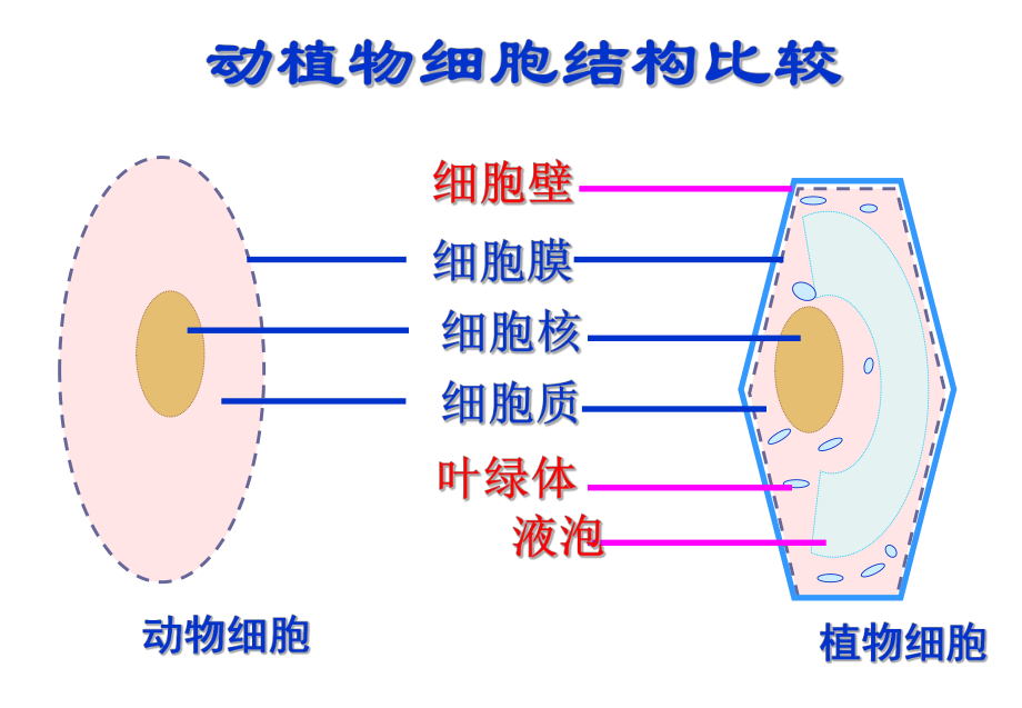 第四节--细胞的生活课件.ppt_第2页