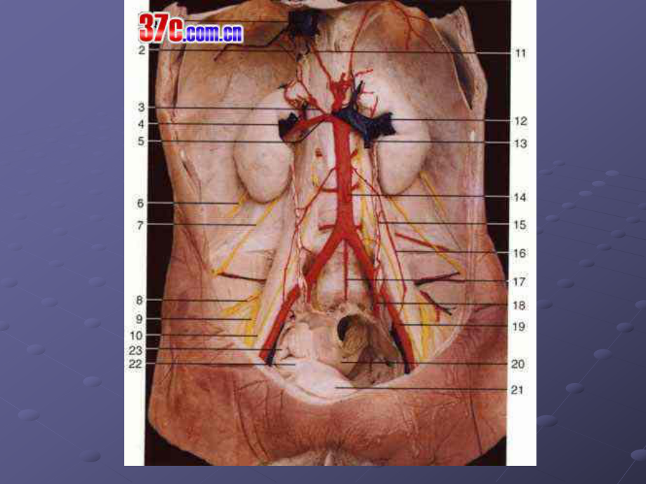 泌尿系损伤课件.ppt_第3页