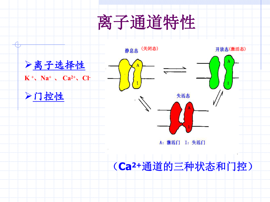 离子通道概论及钙通道阻滞药-循环系统药物-药理学课件.ppt_第3页