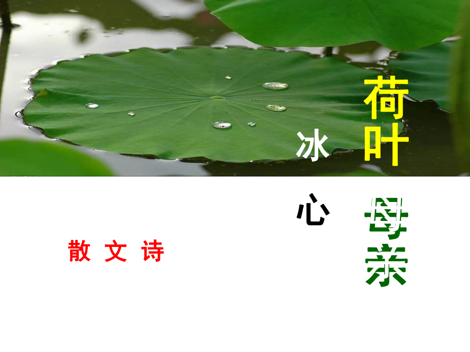 初一语文七年级上册《荷叶母亲》课件（公开课）.ppt_第1页