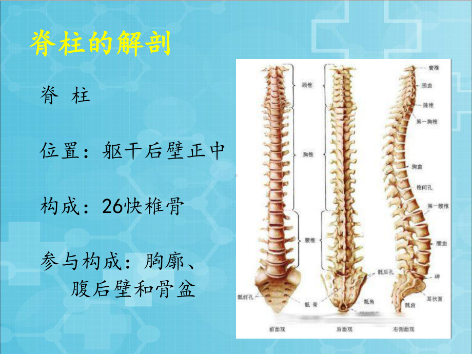 脊柱骨折的急救与护理新（可编辑的PPT）课件.ppt_第3页