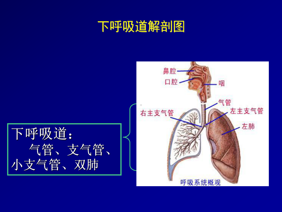 阿奇霉素在儿童下呼吸道感染治疗中的地位课件.ppt_第3页