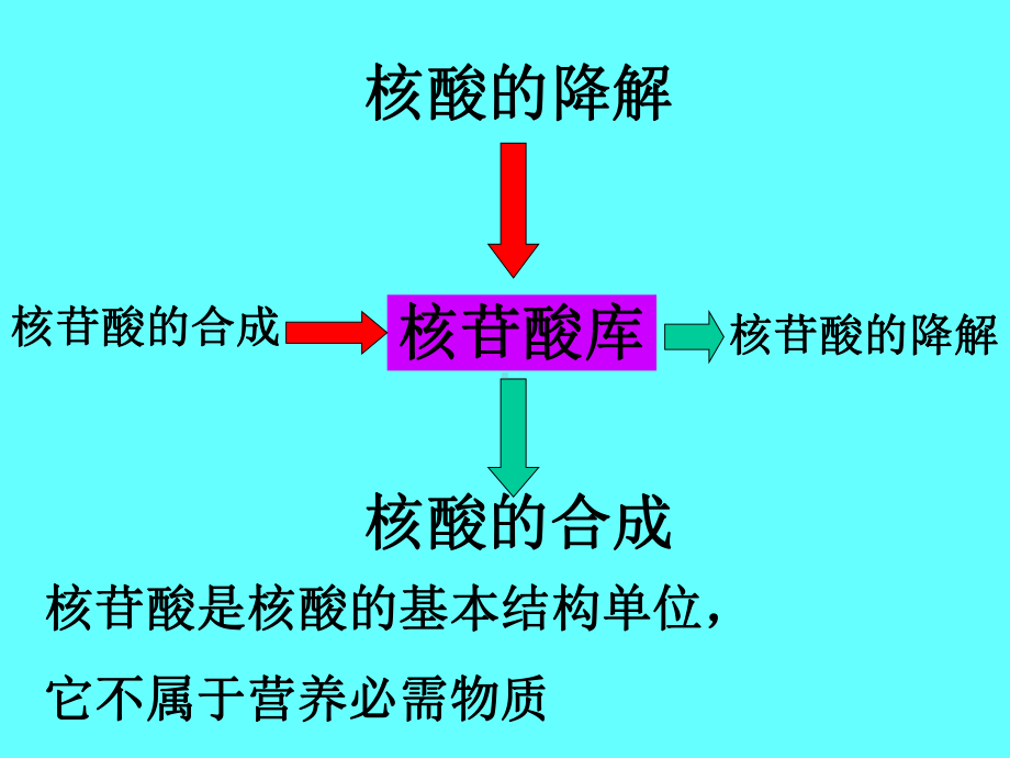 第八部分核苷酸代谢课件.ppt_第2页