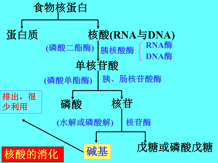 第八部分核苷酸代谢课件.ppt_第3页