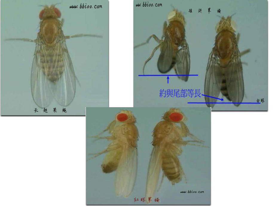 连锁互换和伴性遗传课件.ppt_第1页