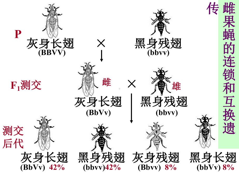 连锁互换和伴性遗传课件.ppt_第3页