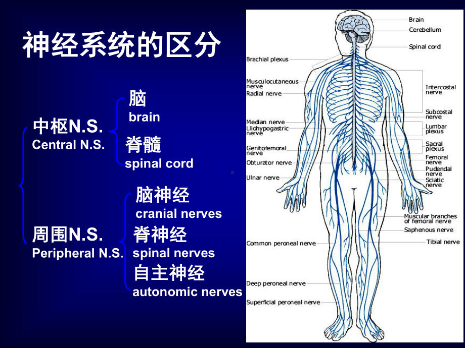 语言的生物基础-5-周围神经-脑神经(4)课件.ppt_第3页