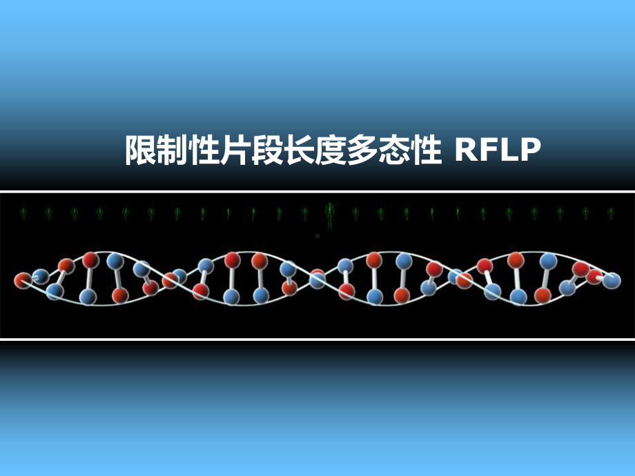 限制性片段长多态性-RFLP课件.ppt_第1页