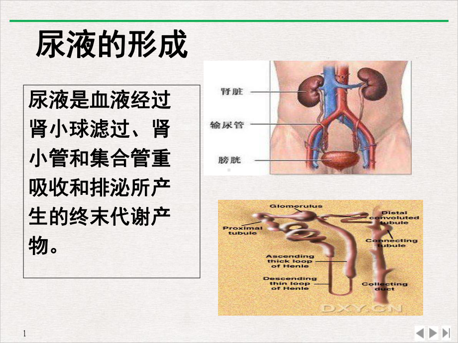 蛋白尿的临床诊断思路PPT优质课件.ppt_第3页