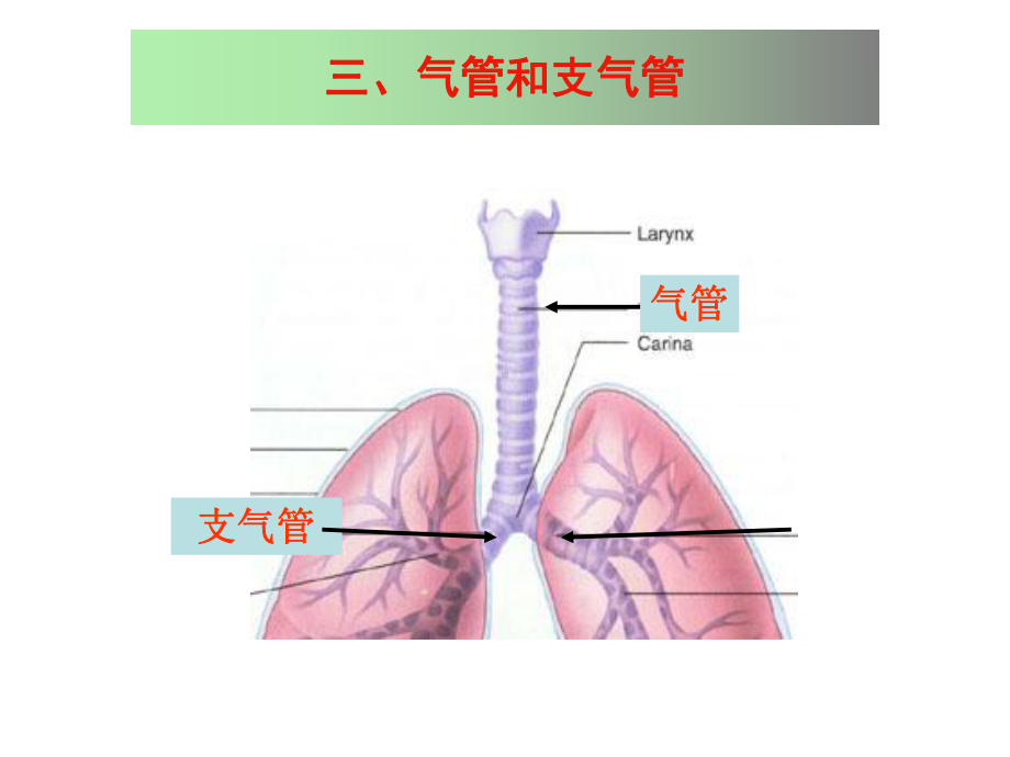 组织学-呼吸系统课件.ppt_第1页