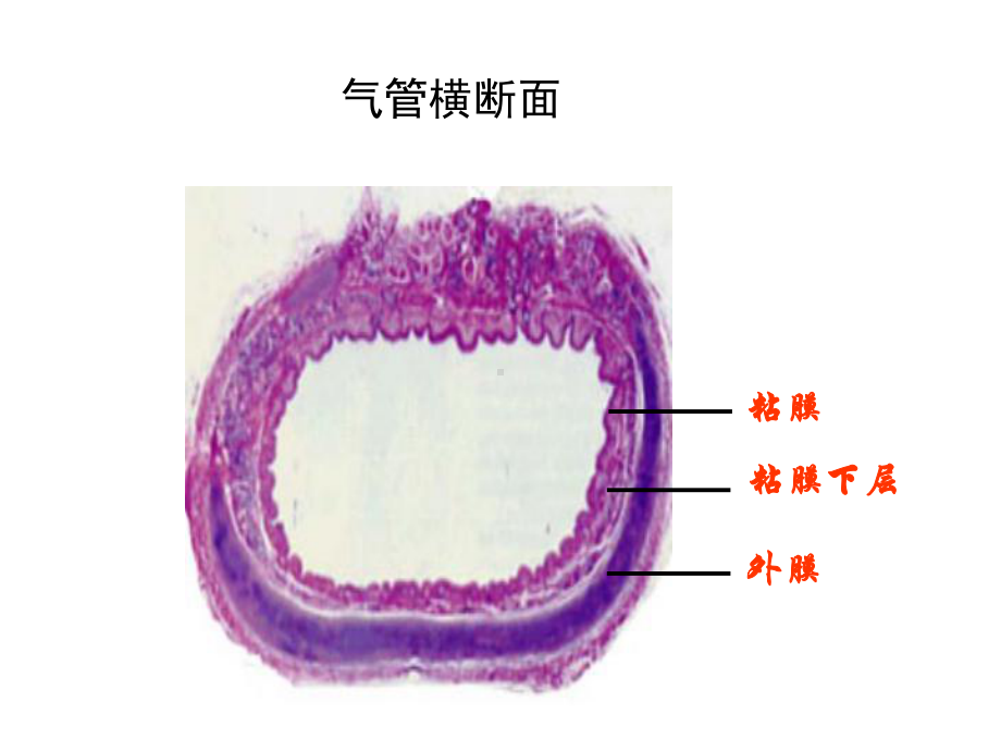 组织学-呼吸系统课件.ppt_第2页