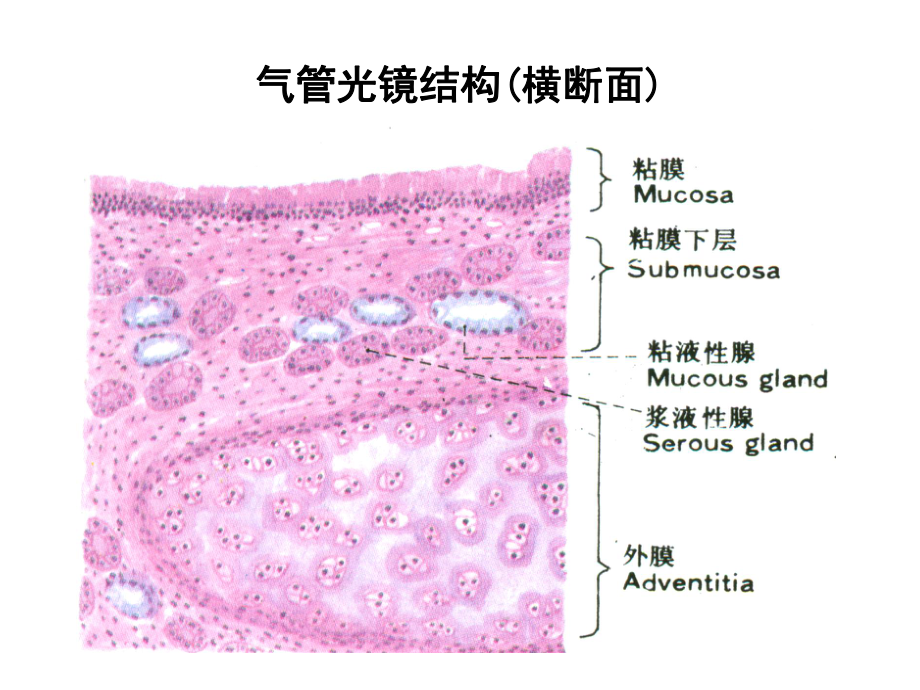 组织学-呼吸系统课件.ppt_第3页