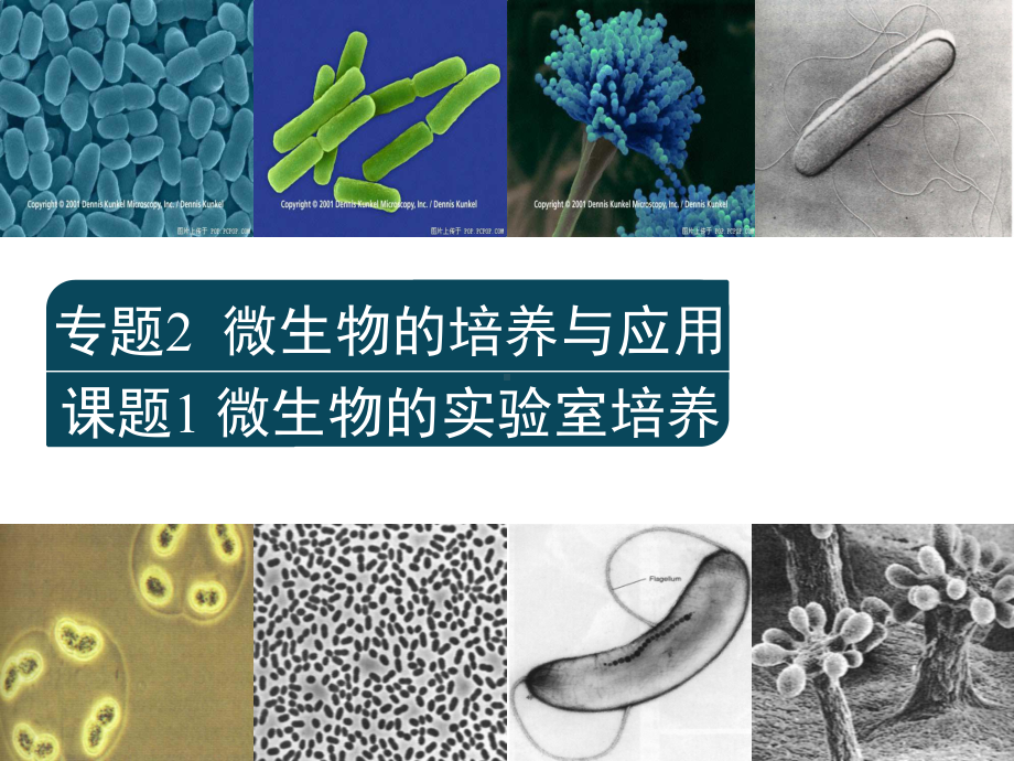 选修一微生物的实验室培养课件.ppt_第2页