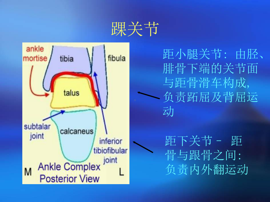 踝关节解剖及生物力学课件.ppt_第2页