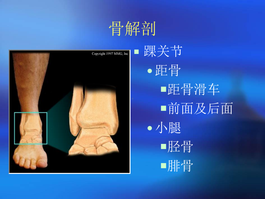 踝关节解剖及生物力学课件.ppt_第3页