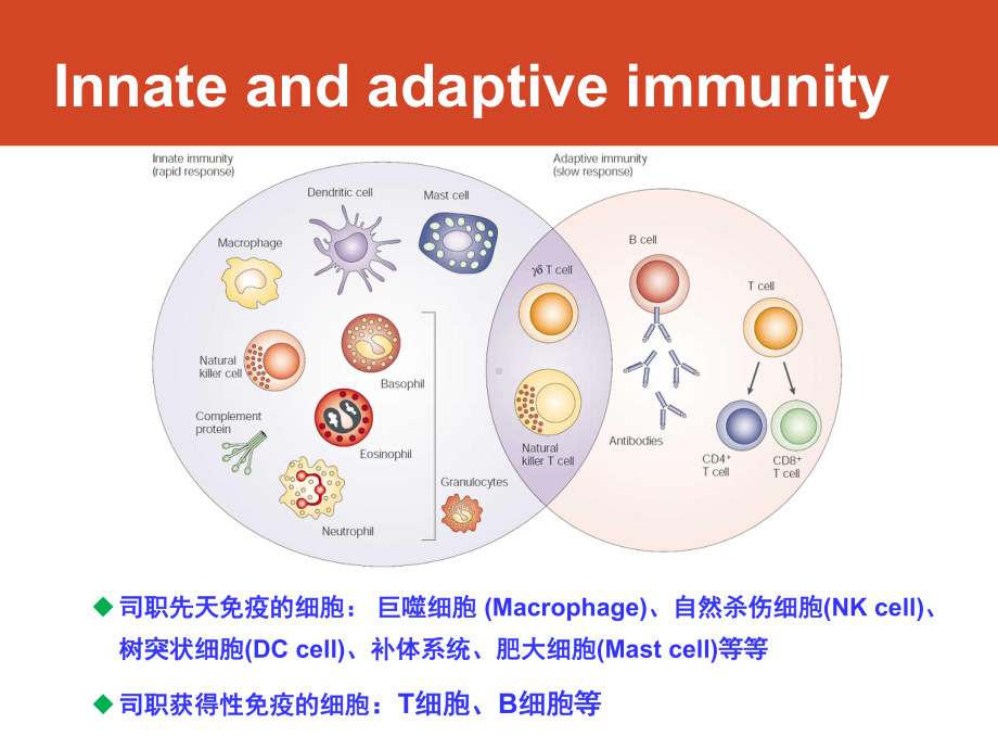 获得性免疫中的B细胞和T细胞-B-Cell-and-T-Cell医学免疫学课件.pptx_第2页