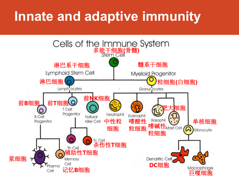 获得性免疫中的B细胞和T细胞-B-Cell-and-T-Cell医学免疫学课件.pptx_第3页