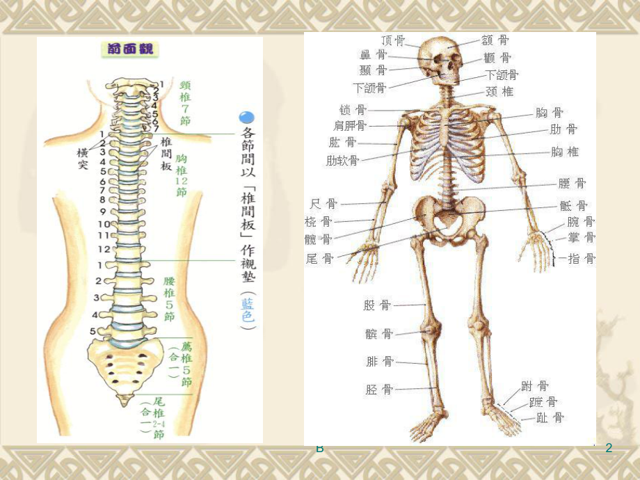 肩颈专业知识13867课件.ppt_第2页