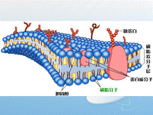 细胞质ppt8优秀课件.ppt