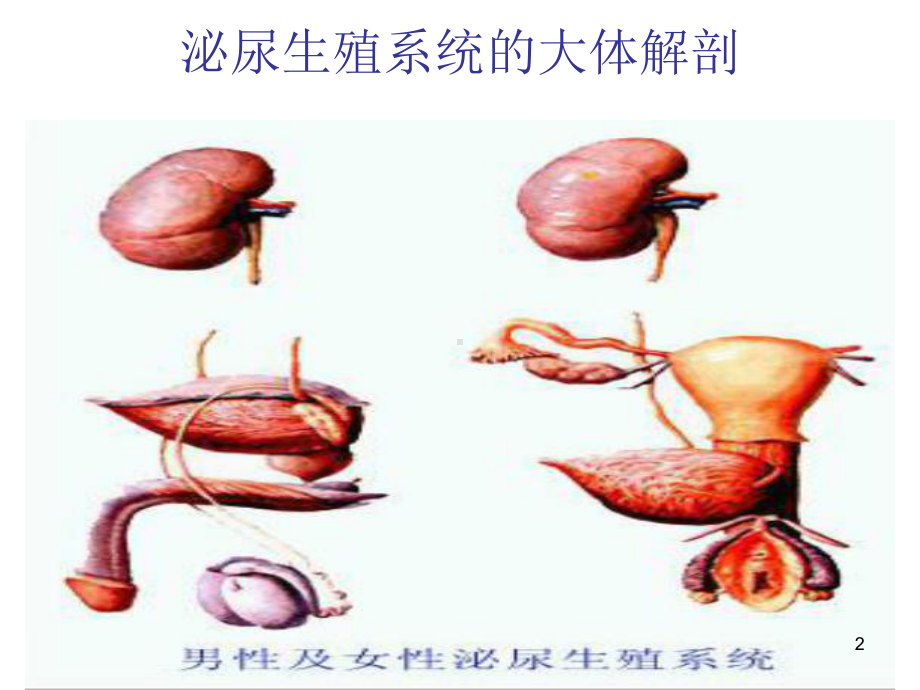 膀胱冲洗技术PPT课件.ppt_第2页