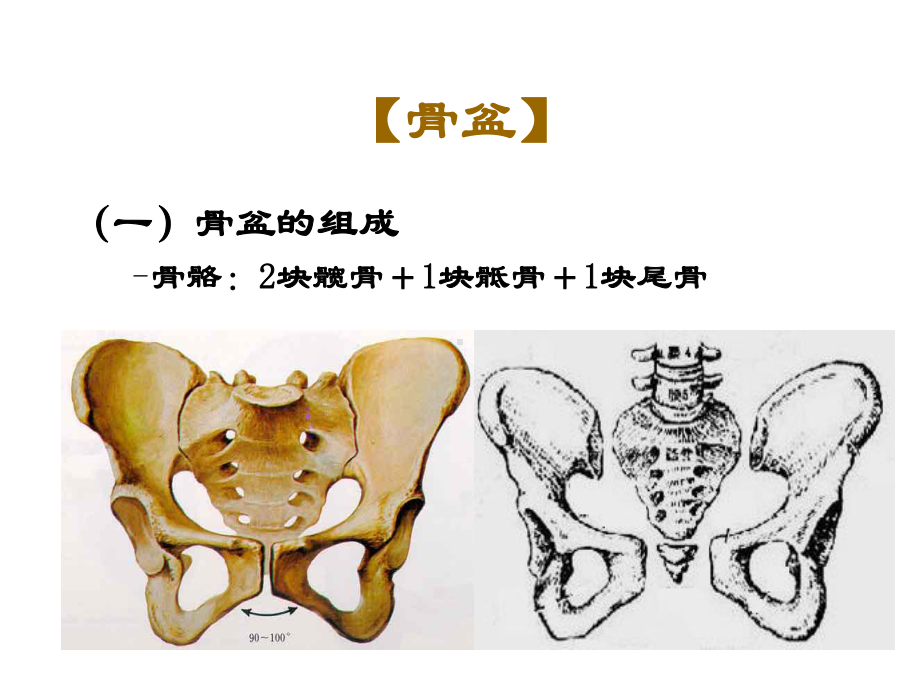 骨盆外测量、分娩机制课件.ppt_第3页