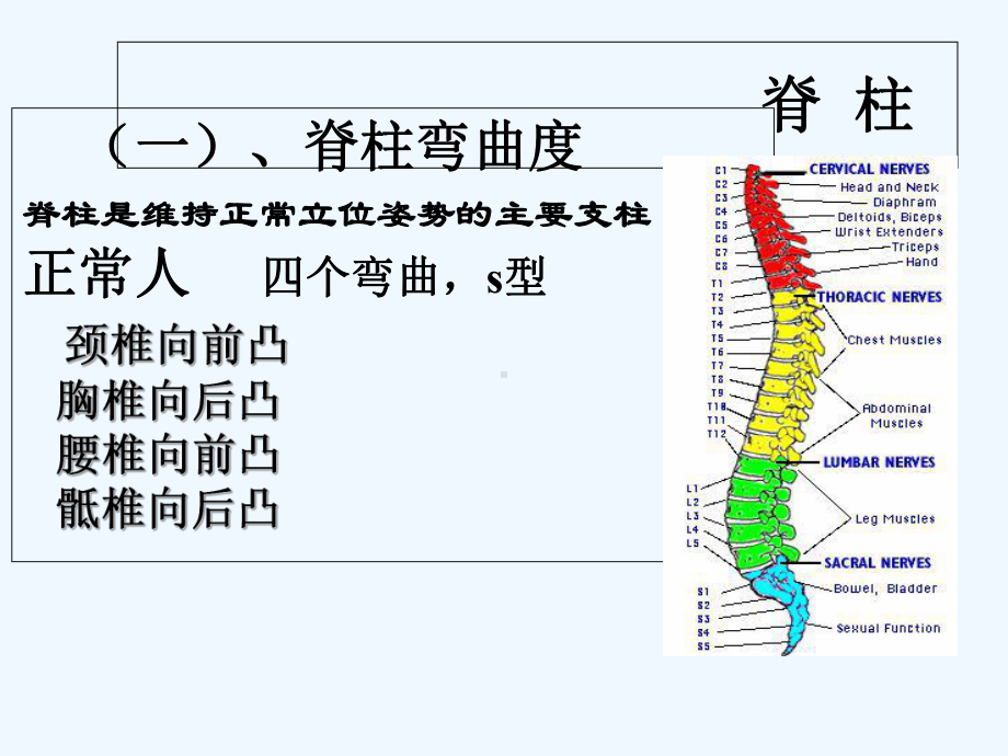 诊断学-脊柱及四肢体格检查[可修改版ppt]课件.ppt_第3页