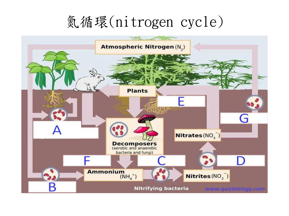 胺基酸的代谢生合成biosynthesisofaminoacid课件.ppt_第2页