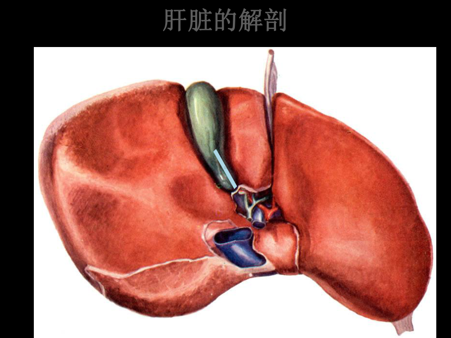 肝脏超声诊断学课件.ppt_第3页