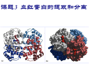 课题3-血红蛋白的提取和分离课件.pptx