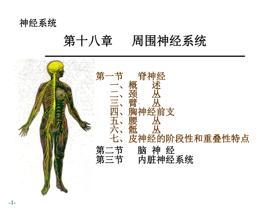 系统解剖学课件：周围神经.ppt_第1页