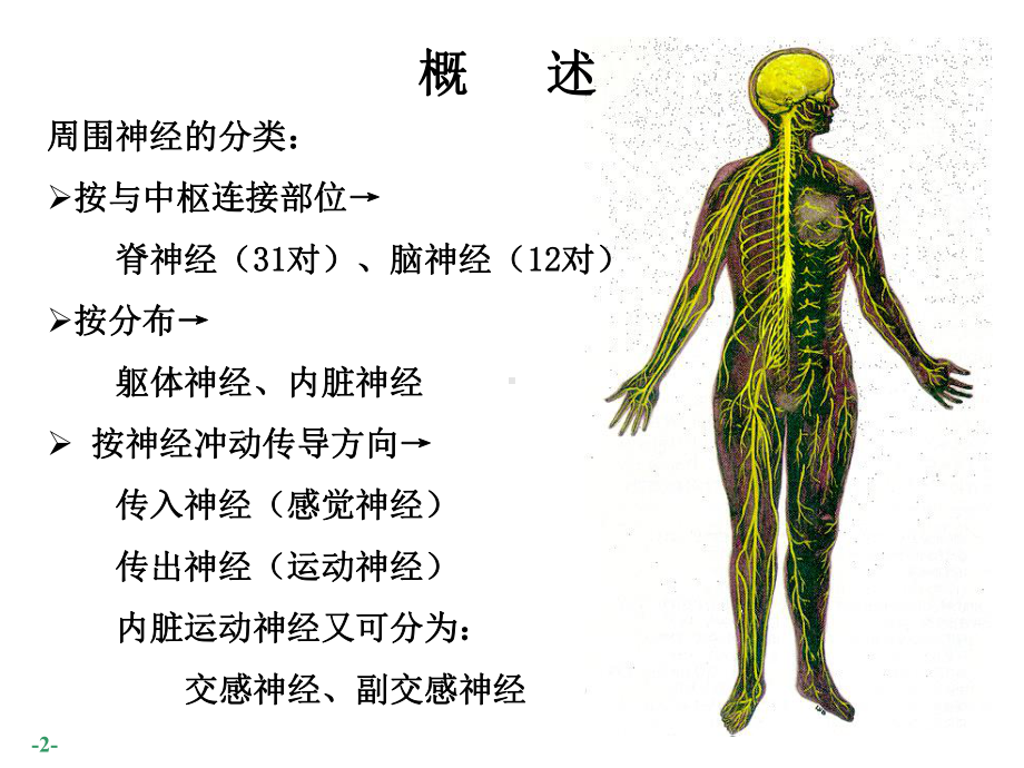 系统解剖学课件：周围神经.ppt_第2页