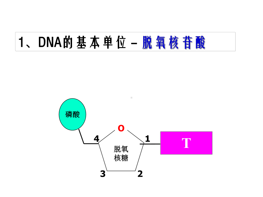 课题2--多聚酶链式反应扩增DNA片段课件.ppt_第3页