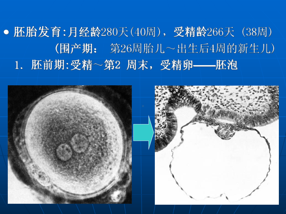 胚胎(医学PPT课件).ppt_第3页