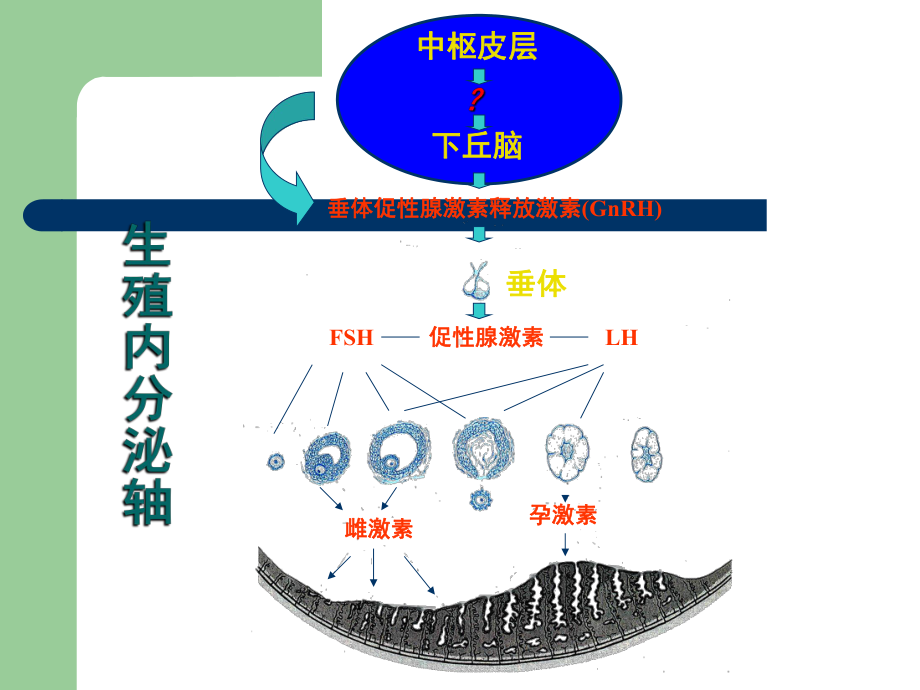 生殖激素化验单解读课件.ppt_第3页