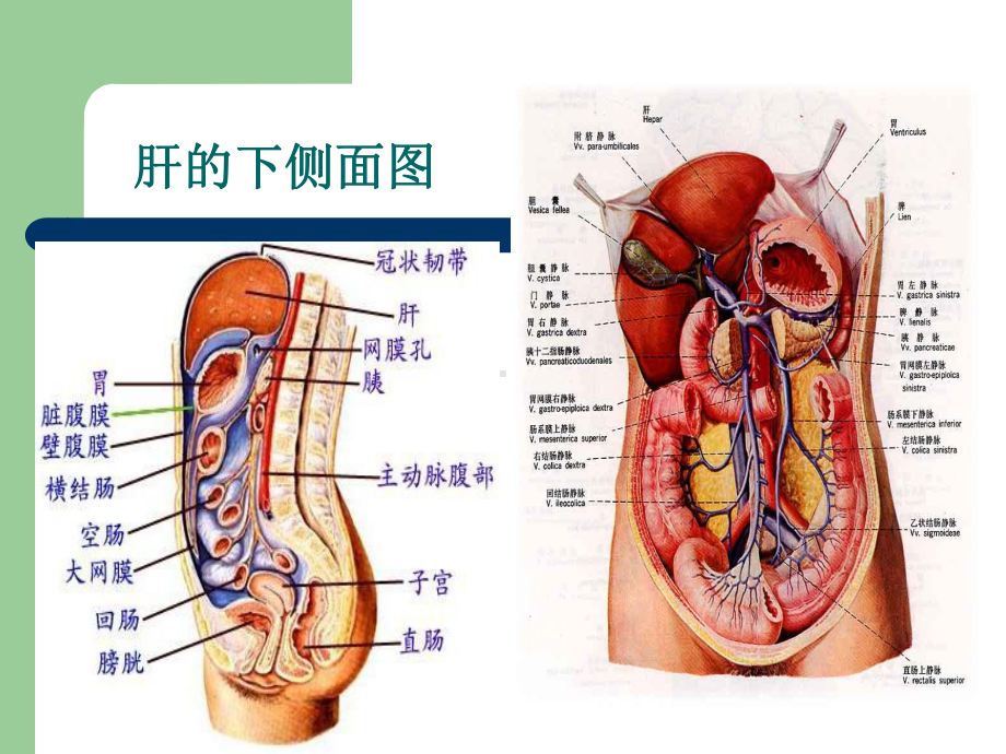 足劂阴肝经组织学基础课件.ppt_第3页