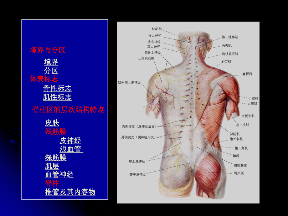 脊柱区的解剖（可编辑的PPT）课件.ppt_第3页