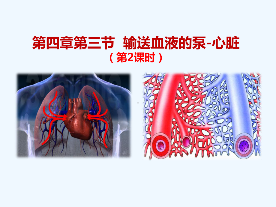 输送血液的泵-心脏-第二课时课件.ppt_第2页