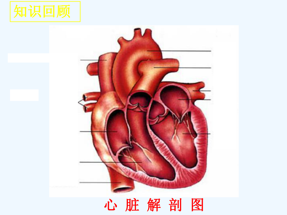 输送血液的泵-心脏-第二课时课件.ppt_第3页