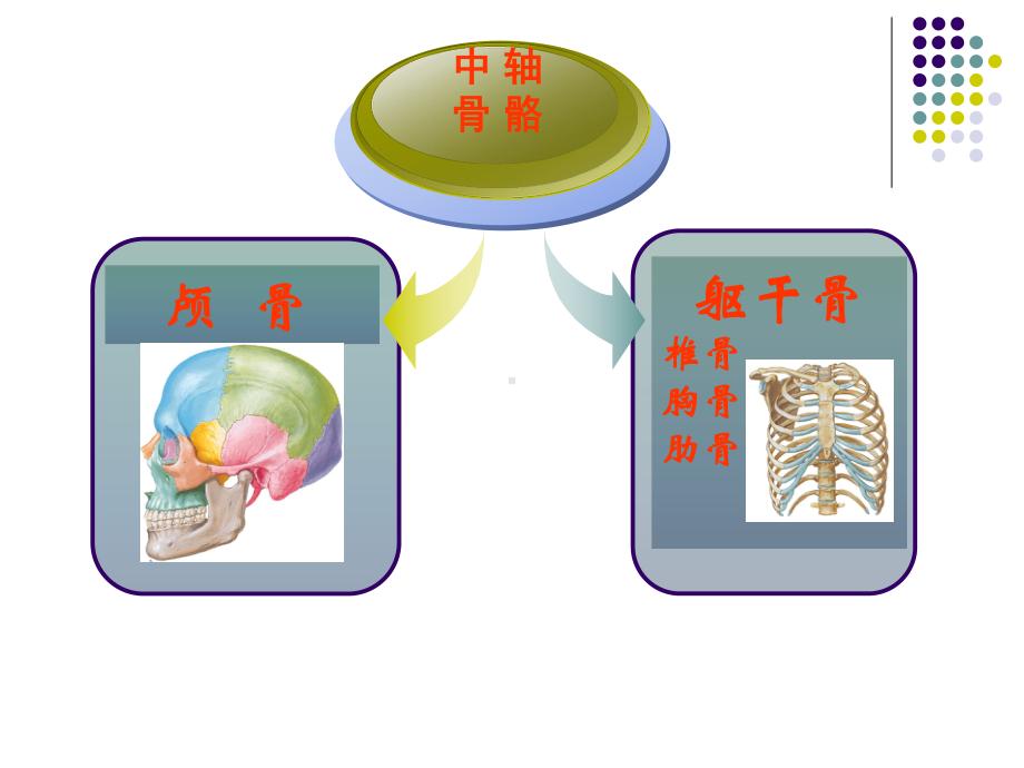 躯干骨1-人体解剖学课件.ppt_第3页