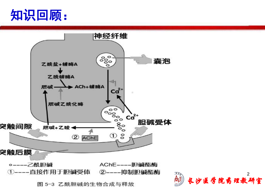 胆碱受体激动药课件.ppt_第2页