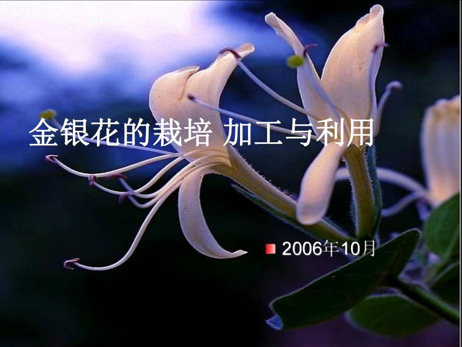 金银花的栽培-加工与利用课件.ppt_第1页