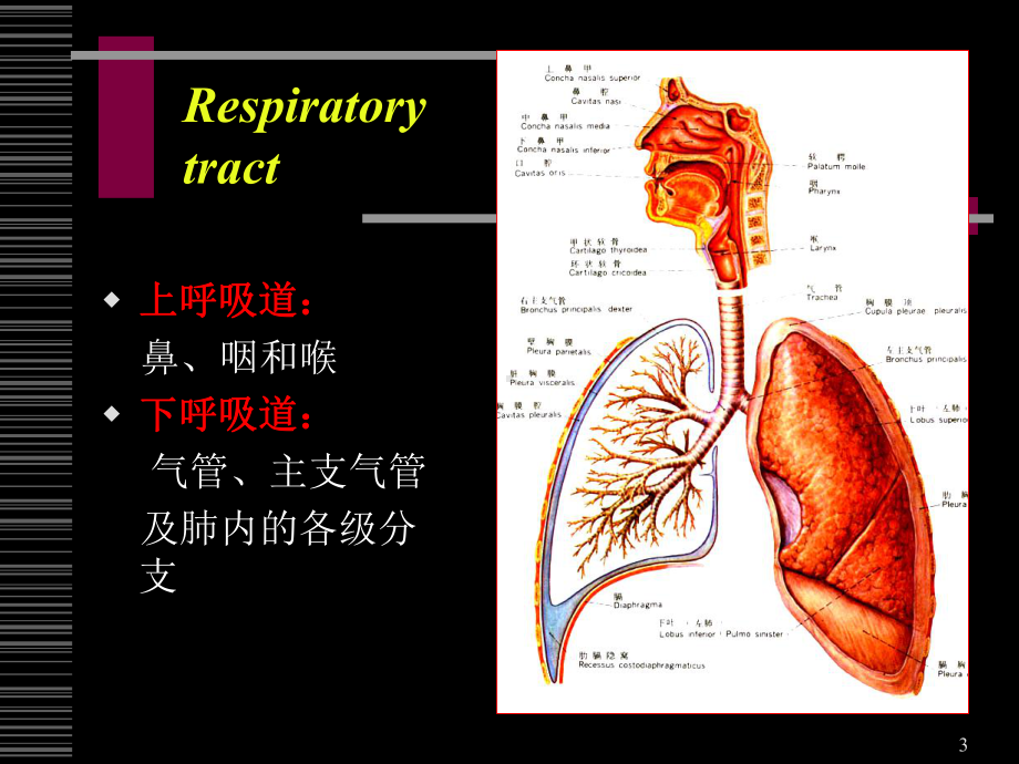 解剖课件-呼吸系统-解剖学与组织胚胎学系.ppt_第3页