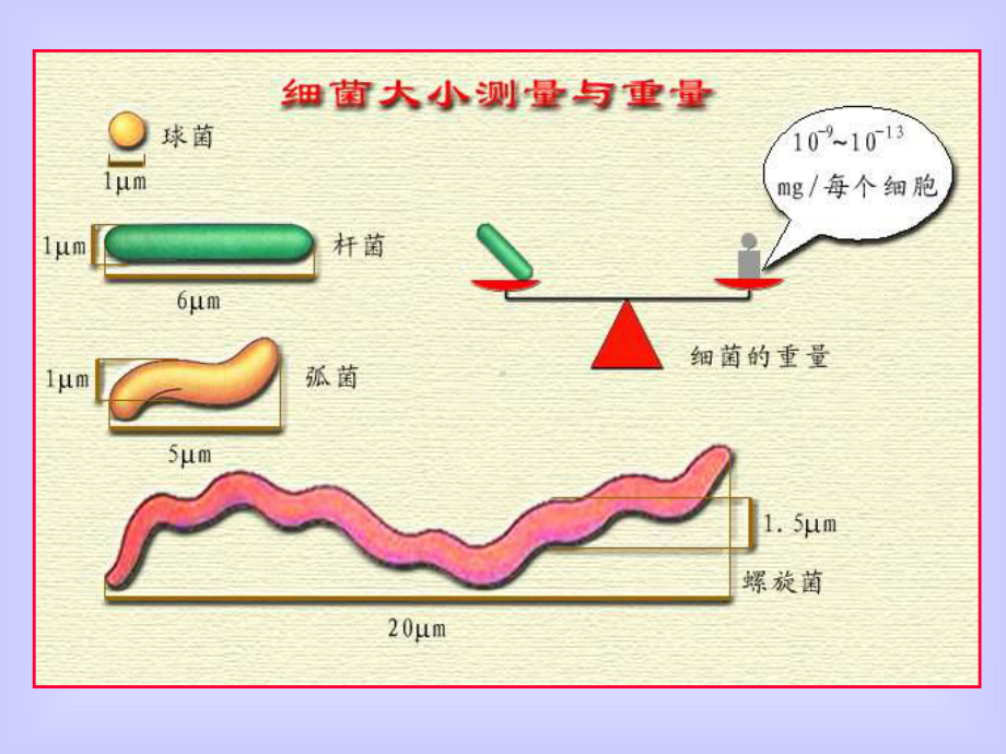 试验五微生物细胞大小和数量的测定-微生物学课件.ppt_第3页