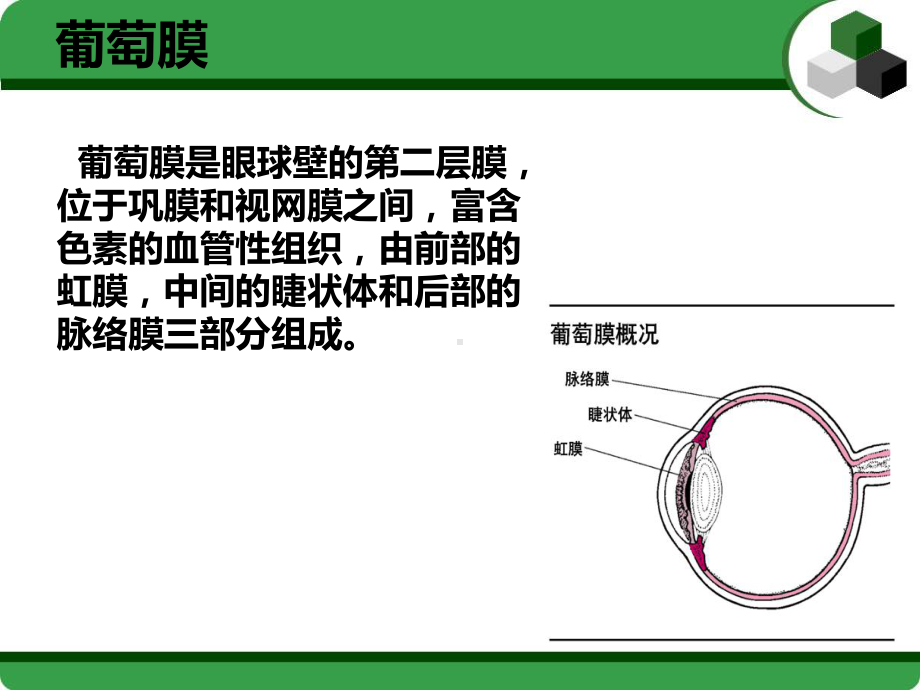 葡萄膜炎护理查房课件.ppt_第3页