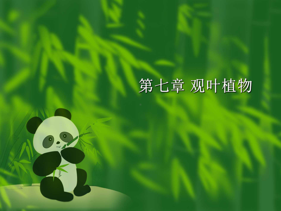 花卉鉴赏-观叶植物课件.ppt_第1页