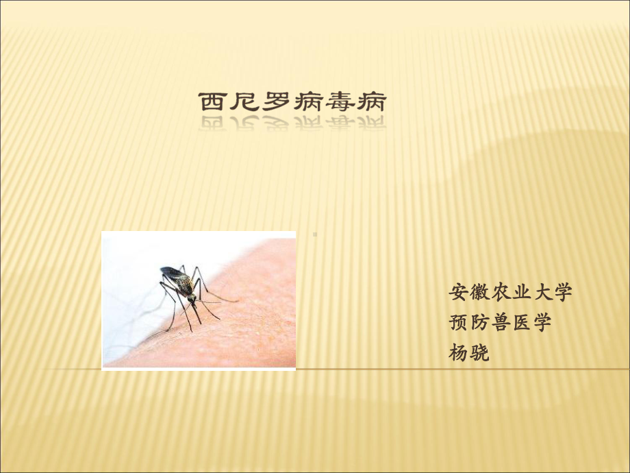 西尼罗病毒病ppt课件.ppt_第1页