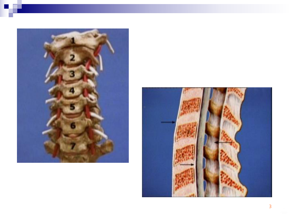 颈椎病的诊断与治疗(1)ppt课件.ppt_第3页