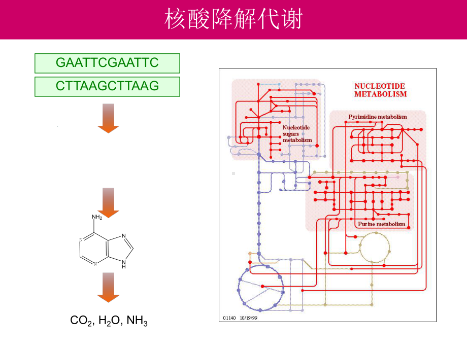 碱基→核苷酸课件.ppt_第1页